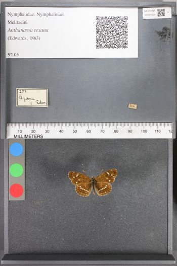 Media type: image;   Entomology 91424